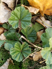 Malva neglecta