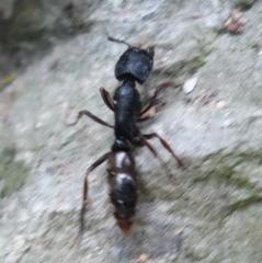 Ectomomyrmex
