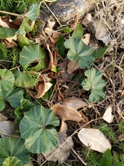 Malva neglecta