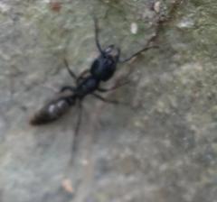 Ectomomyrmex