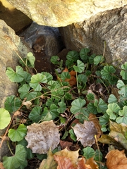 Malva neglecta