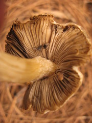 Inocybe brunnescens