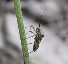 Cletomorpha simulans