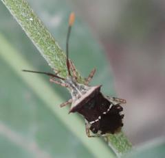 Cletomorpha simulans