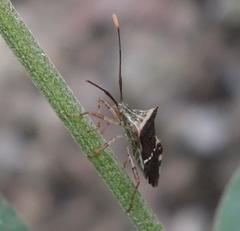 Cletomorpha simulans