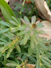 Galium mollugo