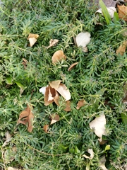 Galium mollugo