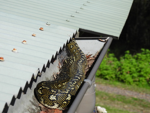 Diamond Python sighting