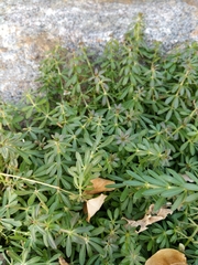 Galium mollugo
