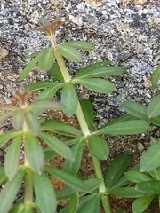 Galium mollugo