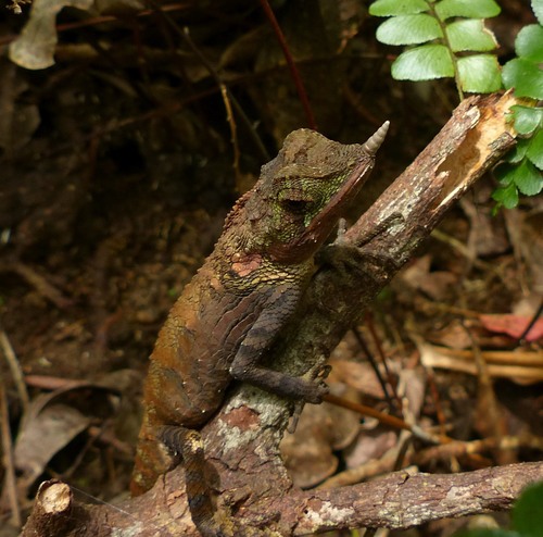 Rhino-horned lizard, Ceratophora stoddartii