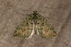 Austrocidaria callichlora