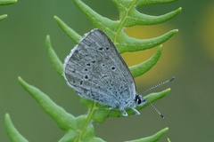 Icaricia icarioides blackmorei