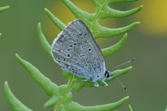 Icaricia icarioides blackmorei