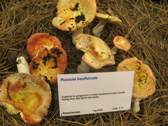 Russula basifurcata