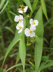 Sagittaria trifolia