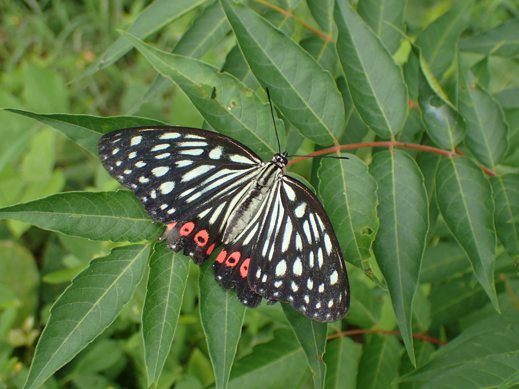 アカボシゴマダラ