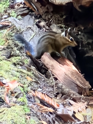 Shadow Chipmunk observed by bigdawg5181