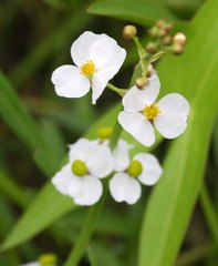 Sagittaria trifolia