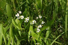 Sagittaria trifolia