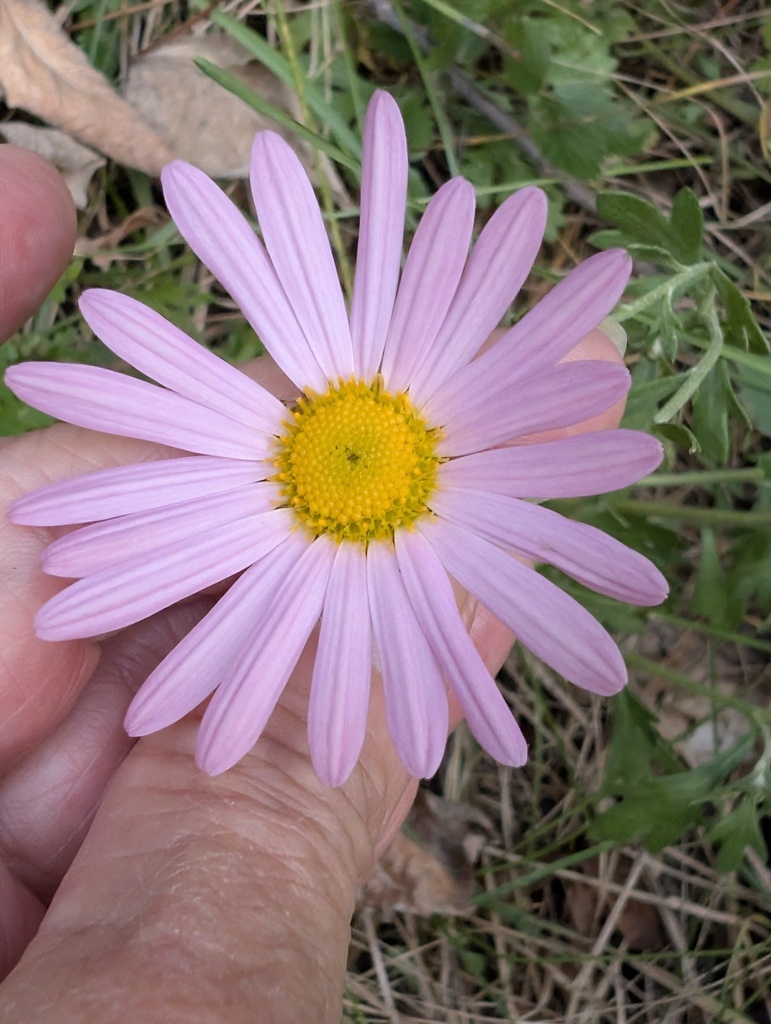 Chrysanthemum × rubellum