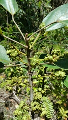 Macaranga oblongifolia image