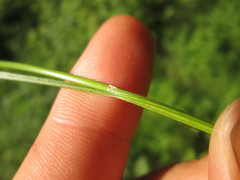 Juncus anthelatus