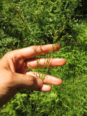 Juncus anthelatus
