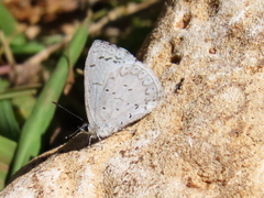 Celastrina echo gozora