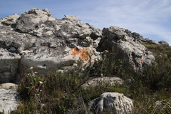 Helichrysum fruticans