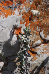 Helichrysum fruticans