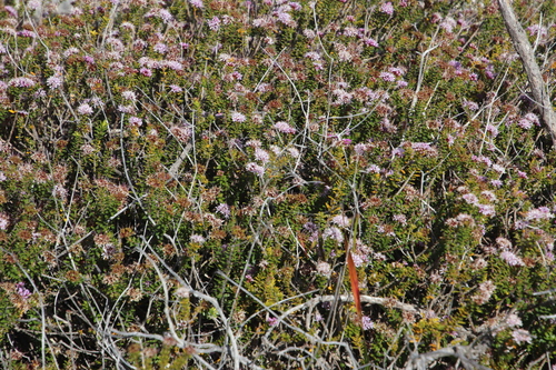 Image of Agathosma ciliaris by (c) Tony Rebelo, some rights reserved (CC BY-SA)