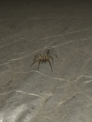 Araneae