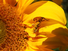 Ochraethes pollinosus