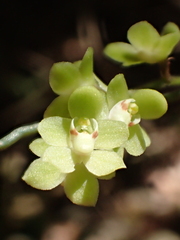 Chiloschista segawae, photograph author not stated, no rights reserved