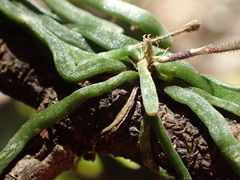 Chiloschista segawae, photograph author not stated, no rights reserved