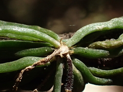 Chiloschista segawae, photograph author not stated, no rights reserved
