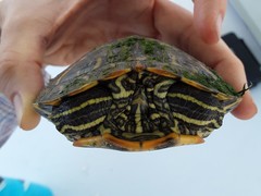 Trachemys scripta