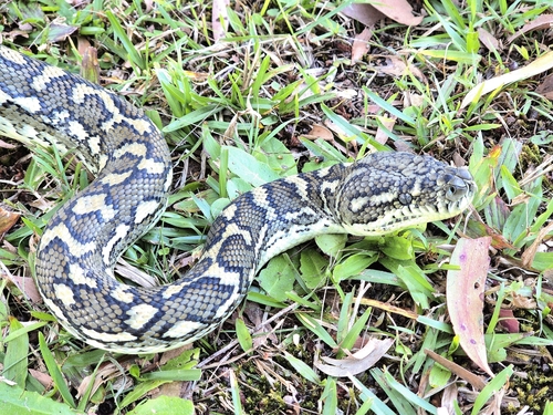 Coastal Carpet Python sighting