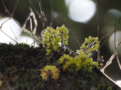 Chiloschista segawae, photograph author not stated, no rights reserved