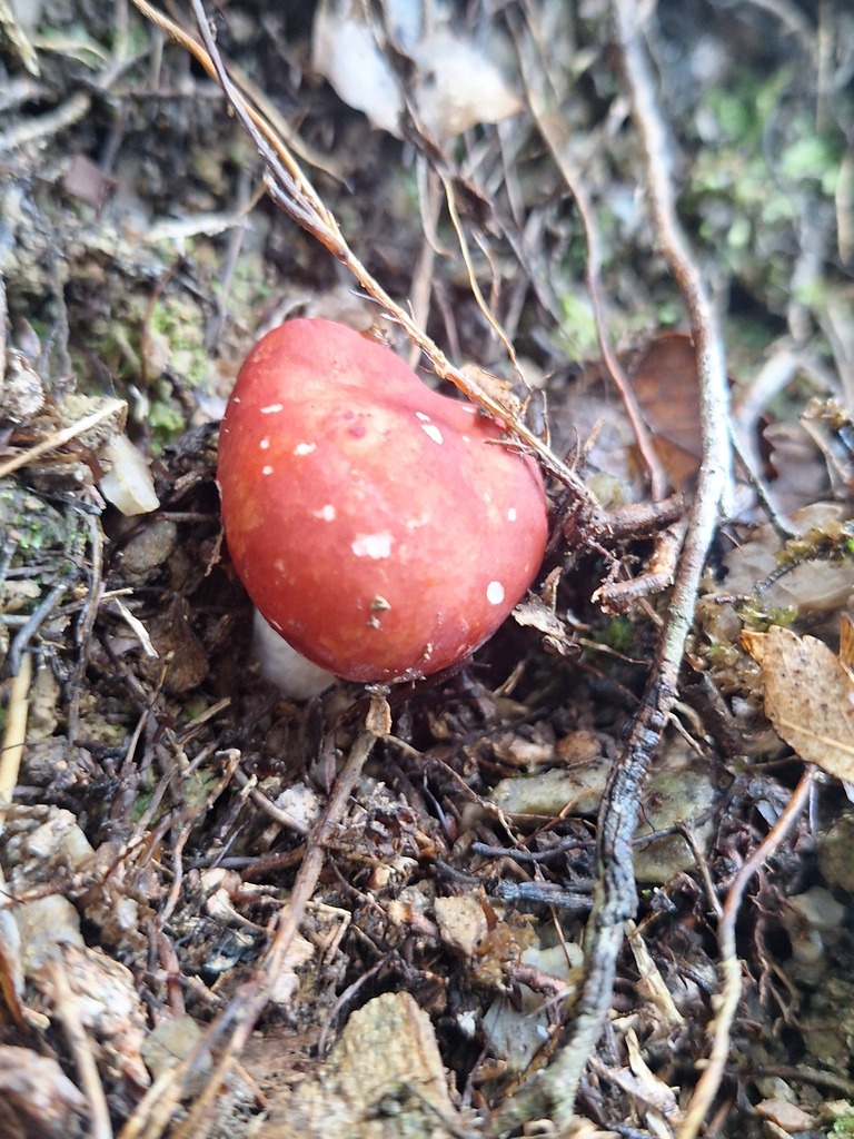 Russula kermesina · May 2025 · photo: © ngaro (iNaturalist, cc-by)