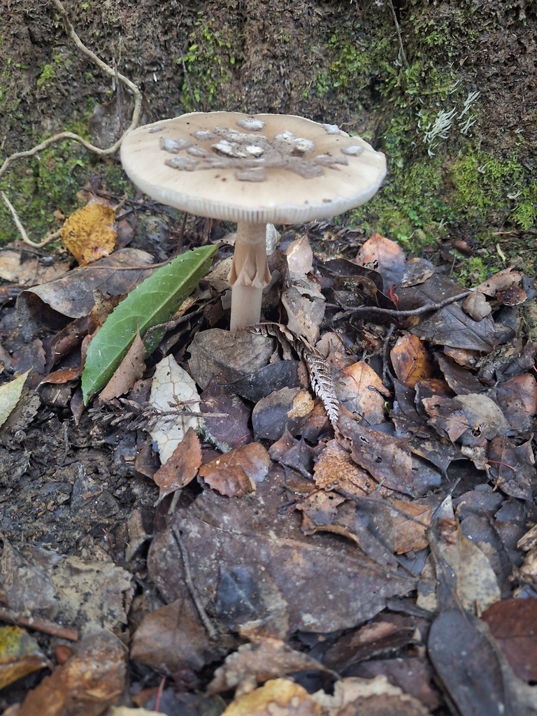 Amanita nothofagi · May 2025 · photo: © ngaro (iNaturalist, cc-by)