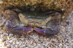 Metopograpsus