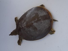 Apalone spinifera