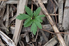 Cardamine concatenata