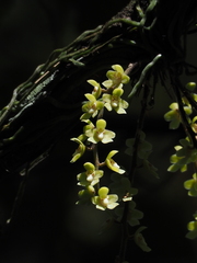 Chiloschista segawae