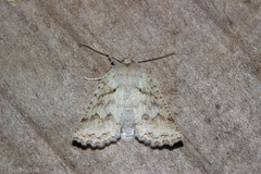 Declana niveata