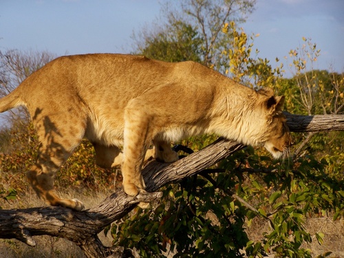 Southern Lion