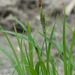 Twisted Sedge - Photo (c) Erika Mitchell, some rights reserved (CC BY-NC), uploaded by Erika Mitchell