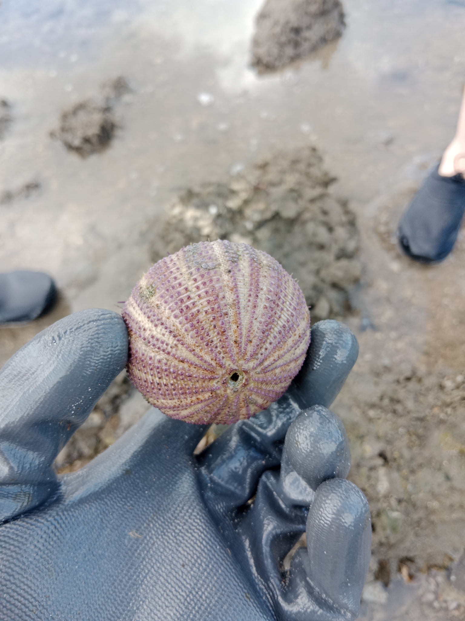 Temnopleurus alexandri